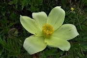 49 Pulsatilla alpina sulfurea
